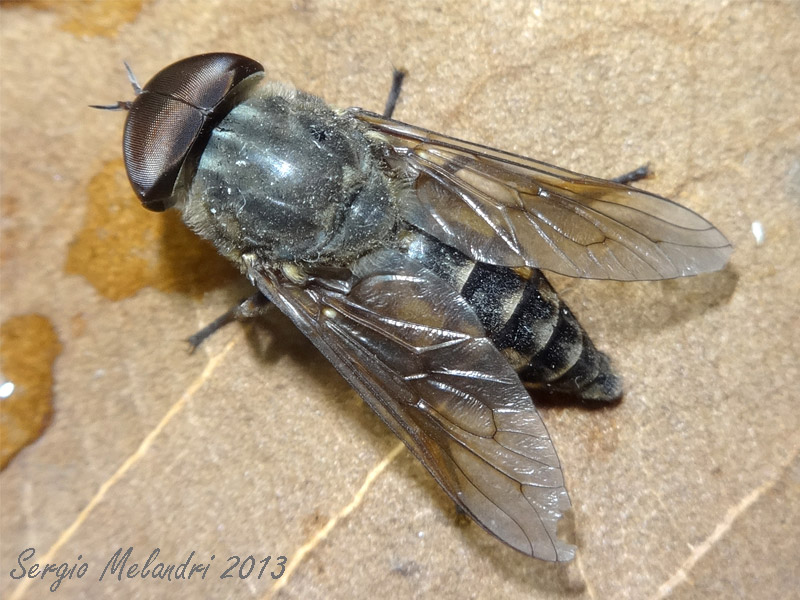 Tabanidae da id